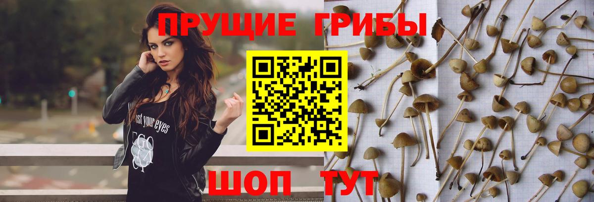 Псилоцибиновые грибы Psilocybe  Вход с VPN  купить наркотики цена  Батайск 